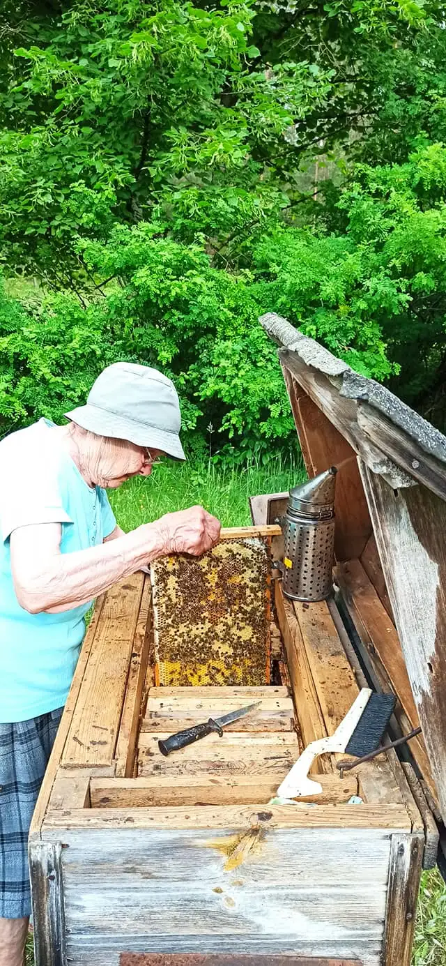 Staroświecka pszczelarka na północy Polski utrzymująca pszczoły hobbystycznie bez wymiany matek. Potencjalne siedlisko podgatunku AMM. Fot. Piotr Fiedorowicz