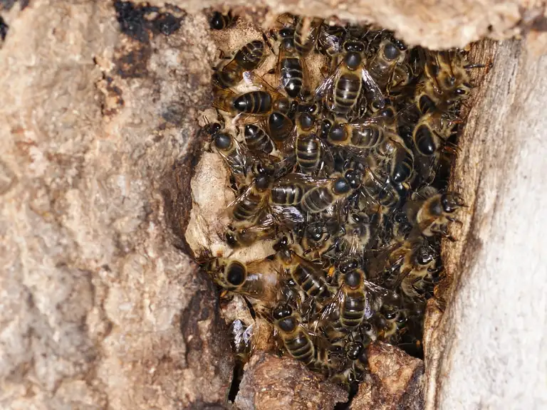 Sędziwy dąb szypułkowy zasiedlony przez pszczoły z pogatunku AMM (przebadane przez A. Oleksę) w okolicy Iławy. Zdjęcie wykonane w lipcu 2010 r. - dwa lata później drzewo zostało wycięte, mimo, że rosnąć przy lokalnej drodze nie stwarzało zagrożenia dla ruchu drogowego. Fot. A. Oleksa