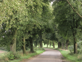 Aleje na północy Polski