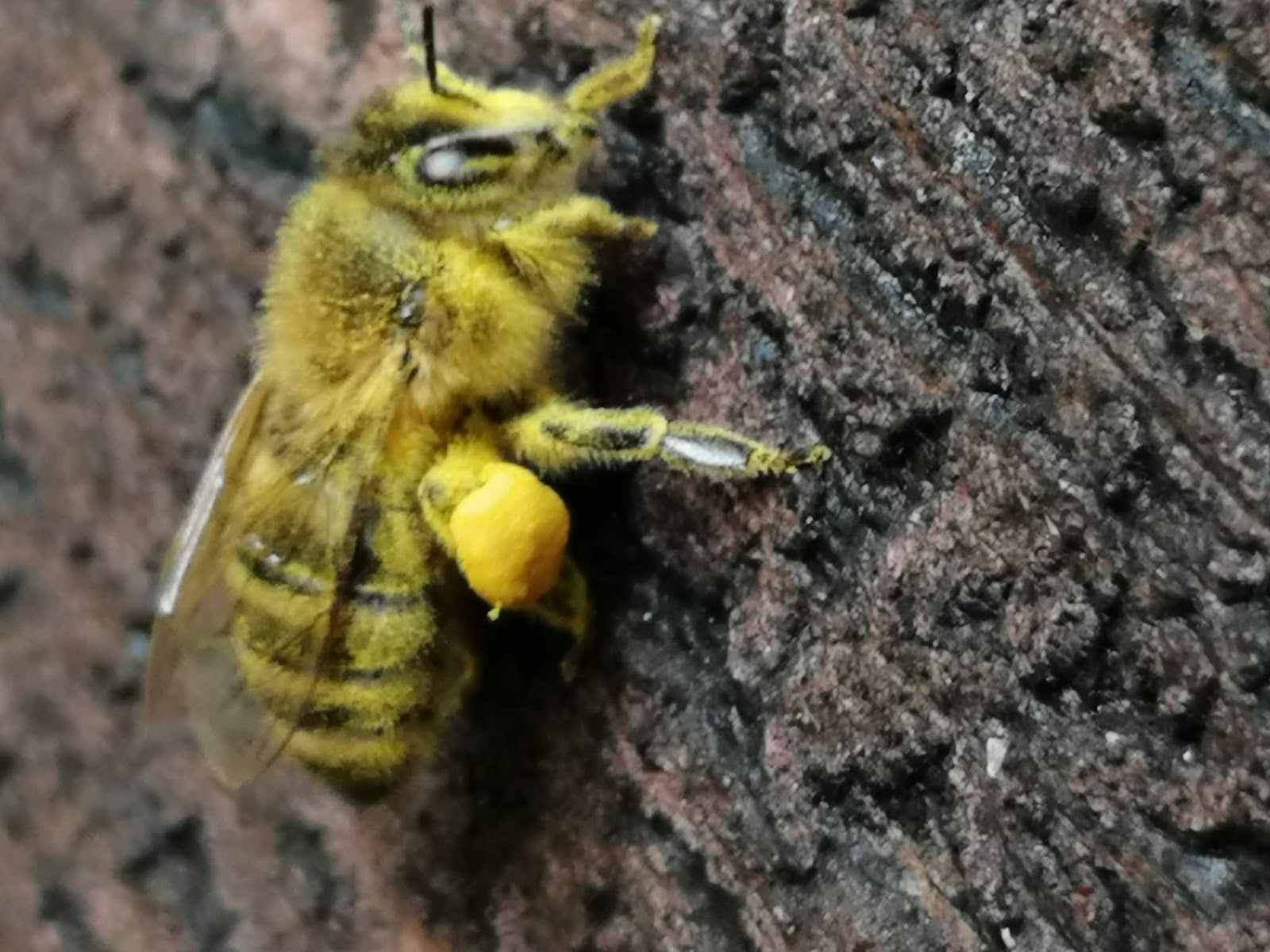foto-pszczoly