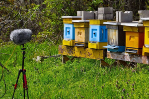 Widać ule, a przed nimi mikrofon na statywie.