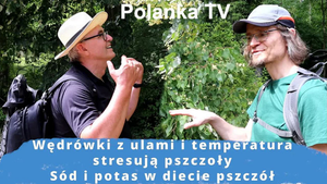 Wąchamy różne gatunki lip