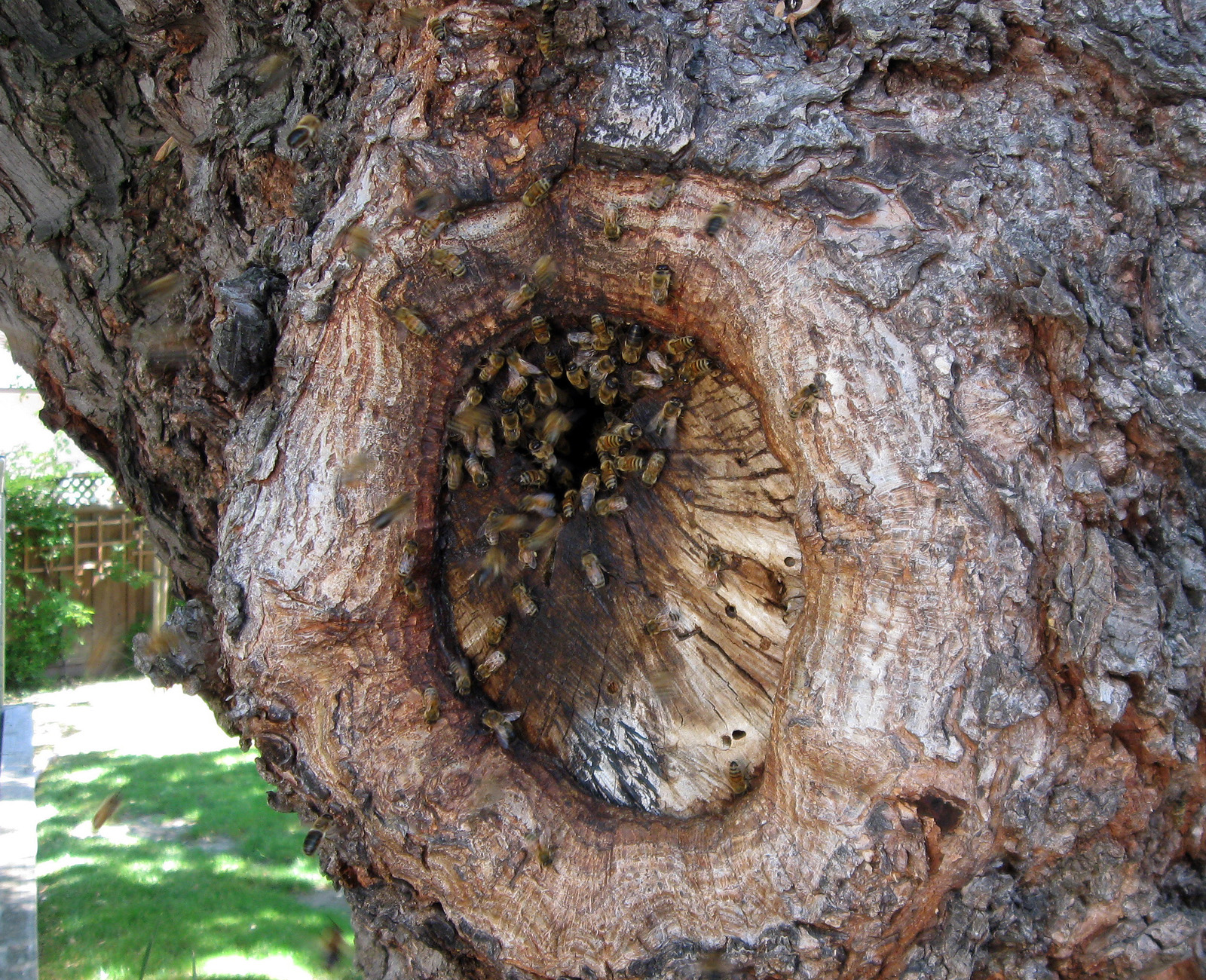 Pszczoły przy wejściu do dziupli w drzewie
