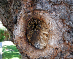 Pszczoły przy wejściu do dziupli w drzewie